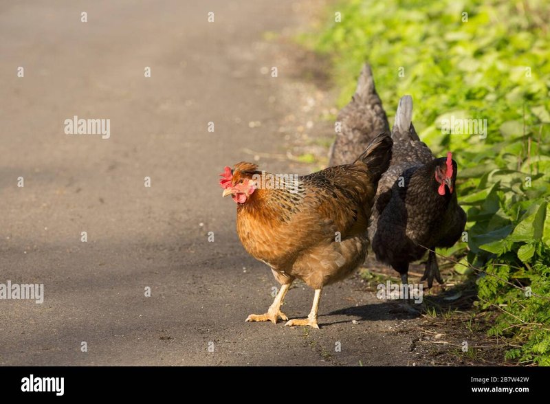 Chicken road game, chicken road españa